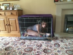 i-hate-the-beach:  I was put in the dog cage :( such a naughty pet girl. 