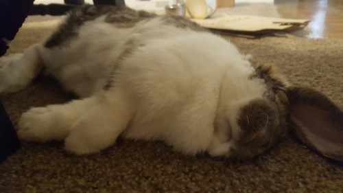 ittybittybunnies:  Sweet bunny dreaming…
