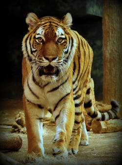 Bendhur  llbwwb:  Tiger Talk (by Eve’sNature)