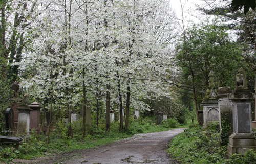 90377:Single flowerd cherry trees, Abney Park Cemetery 2.4.2014 by ginann on Flickr.