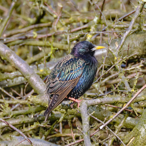 True colours. The starlings have been back for a few weeks. (28.2./6.3.22)