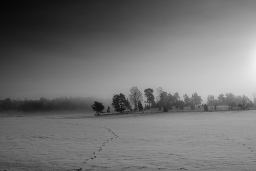 Tracks in the snow on Flickr.