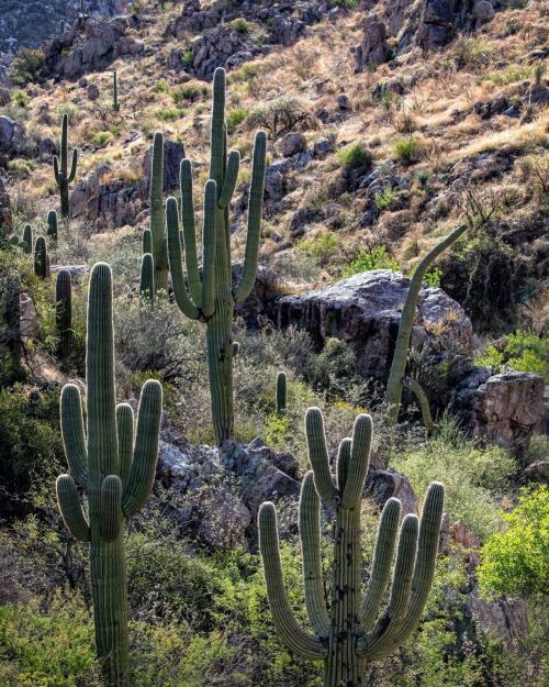 . . . . #catalinastatepark #visittucson #arizona #azstateparks #azvistas #hikearizona #visitarizona 