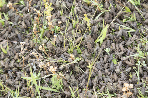 toadschooled:  Thousands of freshly morphed western toads [Anaxyrus boreas] swarm