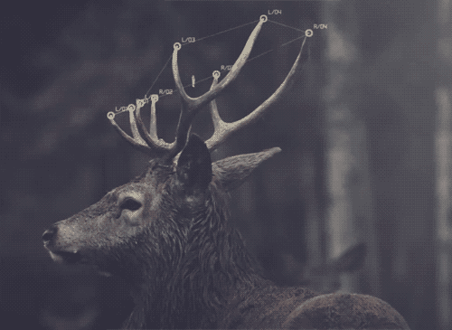 Your Favourite Fawn
