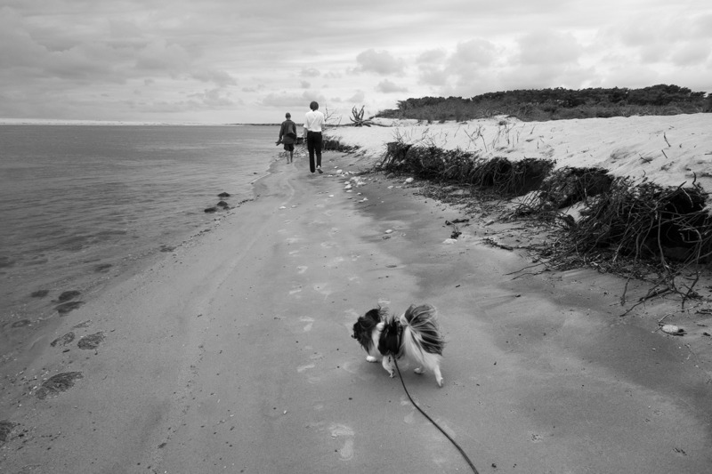 Wasque, Chappaquiddick, Massachusetts, 2013