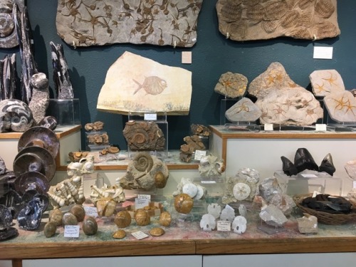 astriiformes:fossil store! fossil store!!