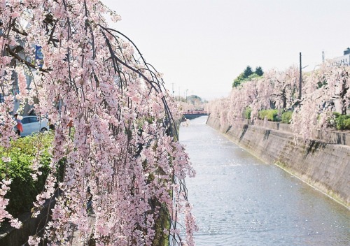 1928m:＠倉津川（天童）・・しだれ桜