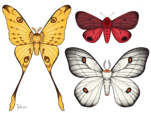 Moths