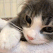cattloverss: