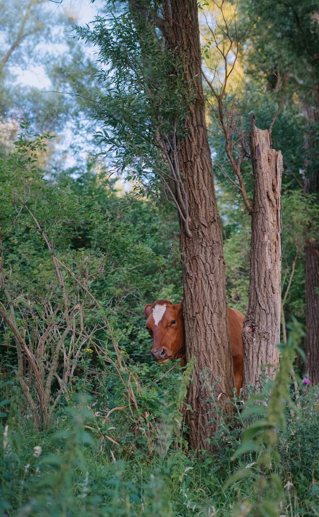 klaasfoto: Hide and seek 2019. After playing hide and seek with cows for three years