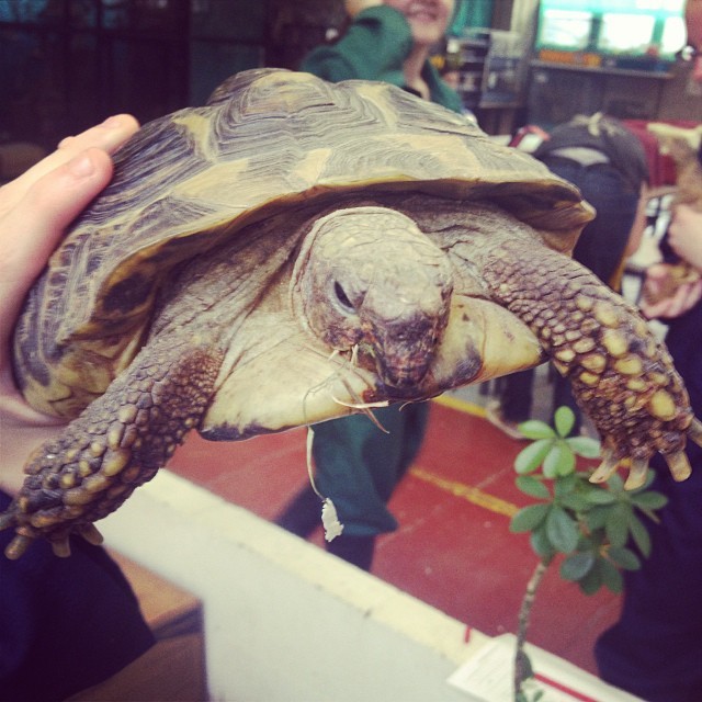 antigravitycats:  tortoise pal 🐢💕 #college #animalcare #tortoise #pal #cutie