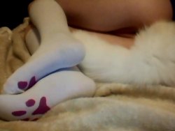 littleprincesskitten:  kitten socks!!!!!!