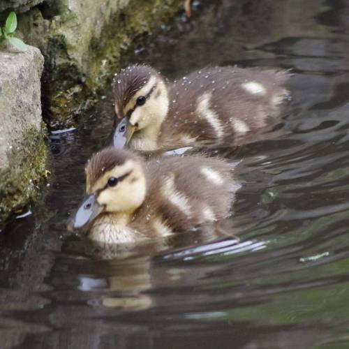 boy-warbler:Mallsrd ducklings. #ducklings #ducks #birds #birdwatching (at Peterborough, Ontario)