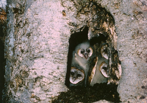 Porn apparitionhymns:  Young Barn Owls in Tree photos