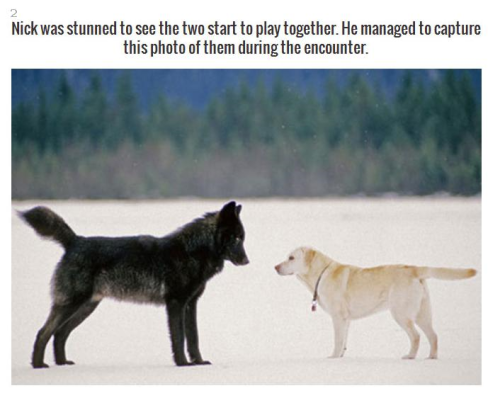 officialweatherwax: feathersmoons: This is particularly sweet because that wolf almost undoubtedly d