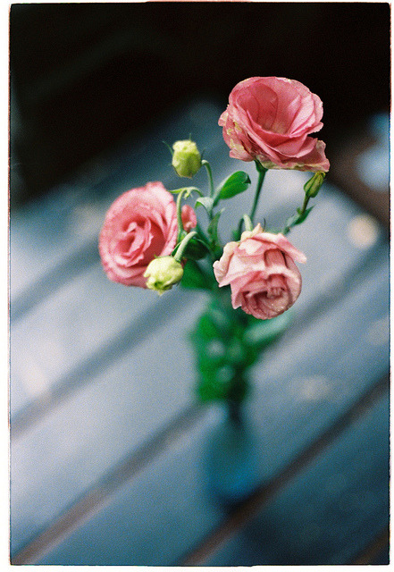 Cát Tường - Eustoma Grandiflorum on Flickr.