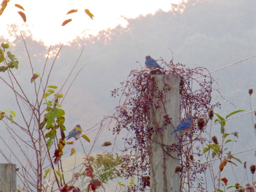 Remember this Virginia creeper with berries from a week or so ago? Looks like bluebirds eat them!