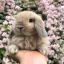 cosmic-bunny