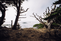 christophermfowler: Point Lobos, CA | October