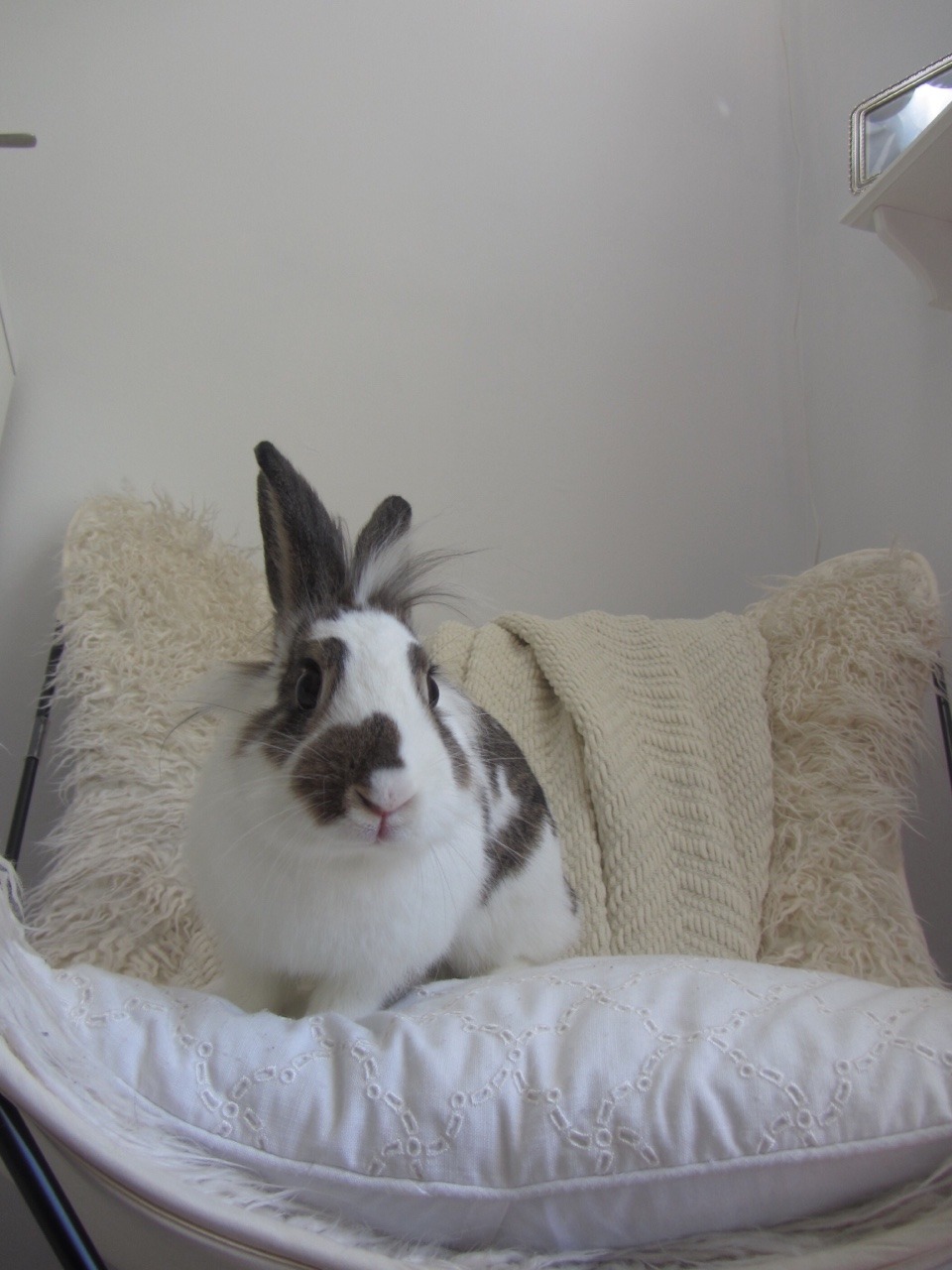 Olivia The Lionhead