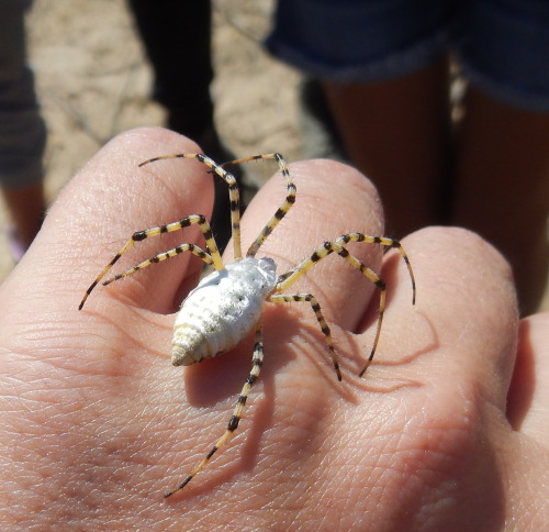 buggirl:Look at this beautiful Argiope orb weaver! She looks like she is made of pearl. Mojave, CA. 