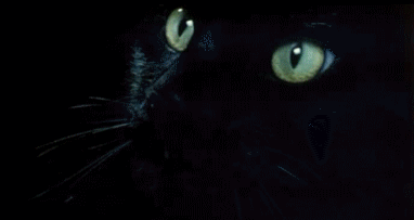 Goth Cat Explore Tumblr Posts And Blogs Tumgir