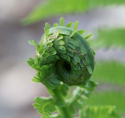 fiddlehead