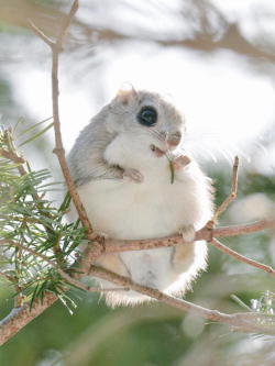 mymodernmet:  7 Incredibly Adorable Animals Unique to Hokkaidō, Japan