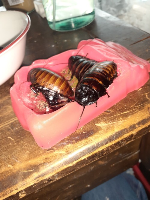 I Love Making These Bugs Little Meals