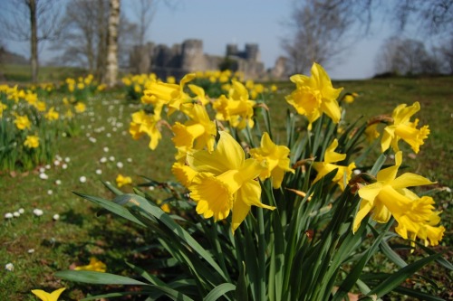 MARCH 01, 2015Happy St David&rsquo;s Day !!! Dydd Gŵyl Dewi Hapus !!!St David&rsquo;s Day is