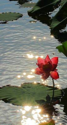 hungariansoul: Water Lily :)