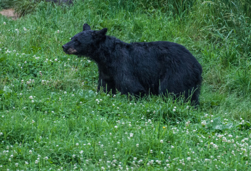 Porn photo llbwwb:  Wild Black Bear (by Eve’sNature)