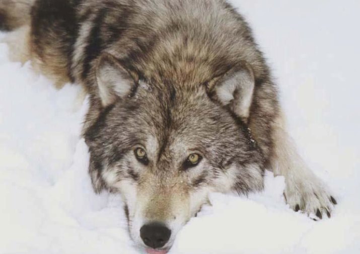 wolfsheart-blog:Wolf’s eyes by Ken Conger.