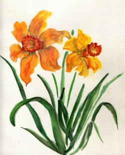 havekat:  Lion’s Watercolor On Paper 2017, 9″x 12″ Daffodil, Narcissus 