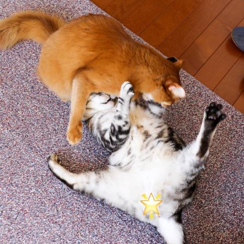 risyapapacats:  ☆Nov. 29, 2016☆ . ニーニャ全開！！仲良くしなさ〜い！！でこんばんは。
