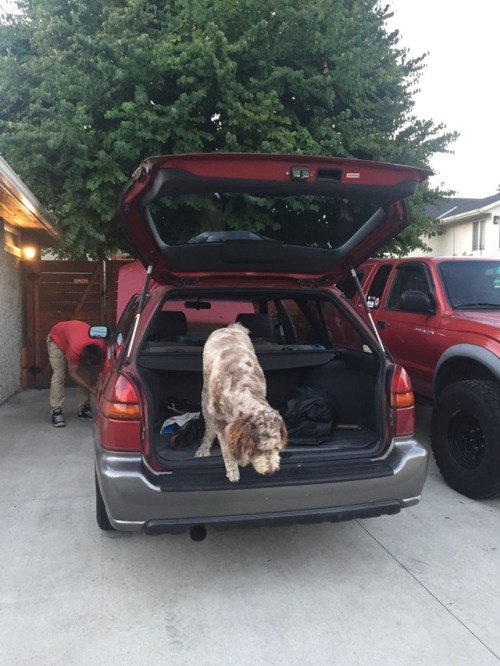 Got a roof bag, now all I need is dog of my own for the back.