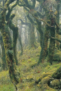 upclosefromafar:  sublim-ature:  Tararua Forest, New ZealandRob Brown  ~My Hidden Nirvana~