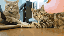 gifsboom:  Oh god. I’ve made a huge mistake. [video] (via saucefan) 