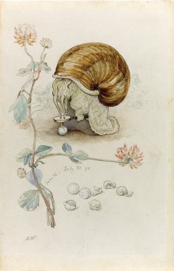 oldchildrensbooks: A Snail and Its Young.1898.  Beatrix Potter 