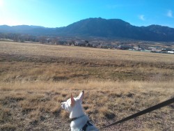 We had a great walk today :)  Juvia did very well until we came upon a stray cat near our house lol