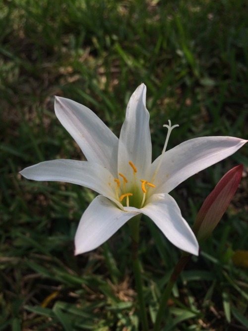 Zephyranthes atamasco is in the family Amaryllidaceae. This species, and others in this genus are na