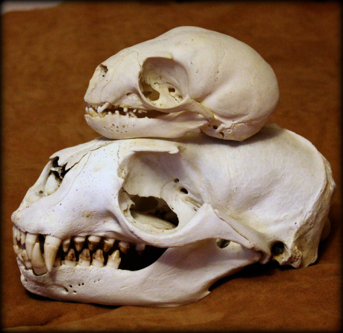 Top: I have posted these two before, but not together. Both skulls are from the South American sea l