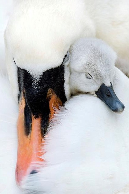 tridancer:lalulutres:Found on onegreenplanet.org I love swans…..what a beautiful, beautiful photo.