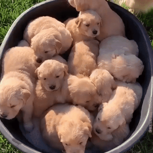 Puppy Stimboard ▼⁠・⁠ᴥ⁠・⁠▼