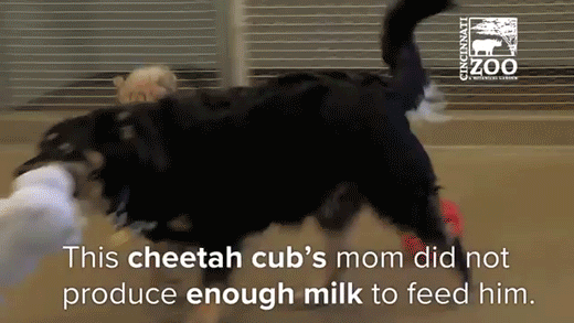 sizvideos:  This cheetah cub’s best friend is a dog - Full video 