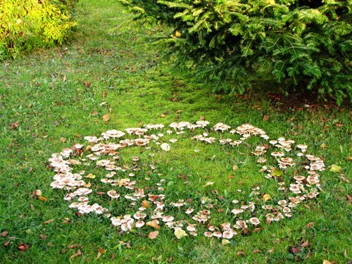  yuppiebreeder: A fairy ring, also known as fairy circle, elf circle, elf ring or pixie