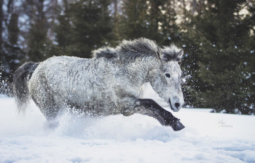 russianhorses - Transbaikal Curly Horse mare Myshka (”Mouse”)