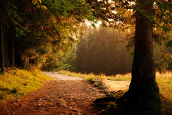 Sweet Escape