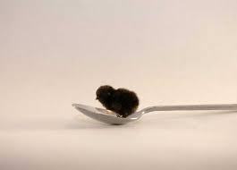 fabulouslittlefox: venetiantruths:  yoi-shenanigans:   Here is a baby button quail on a spoon Here is a baby button quail falling off a spoon    